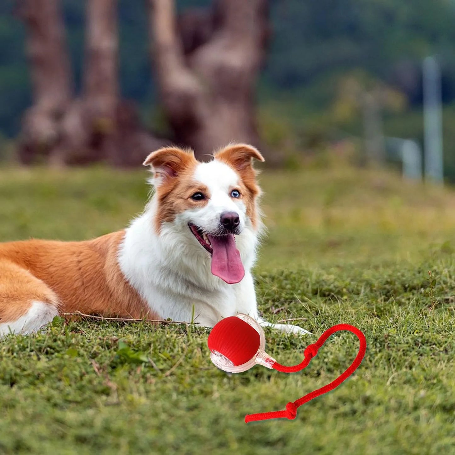 BounceTug Play Ball – The Ultimate Interactive Pet Toy!